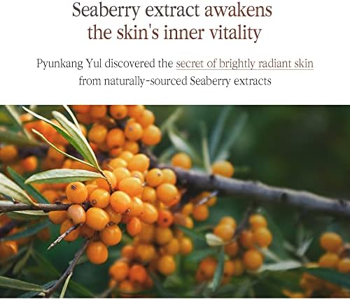 Organic Black Tea for Anti-Aging Skin Benefits, 100 Bags - Image 8