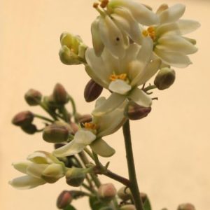 Benjamin Eucalyptus Oil: Pure and Therapeutic Grade