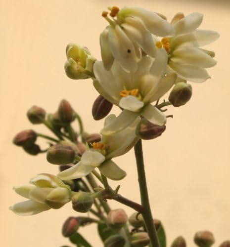 Benjamin Eucalyptus Oil: Pure and Therapeutic Grade