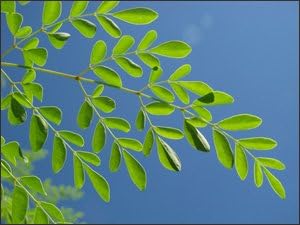 Benjamin Eucalyptus Oil: Pure and Therapeutic Grade - Image 2