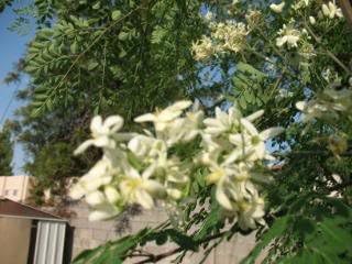 Benjamin Eucalyptus Oil: Pure and Therapeutic Grade - Image 3