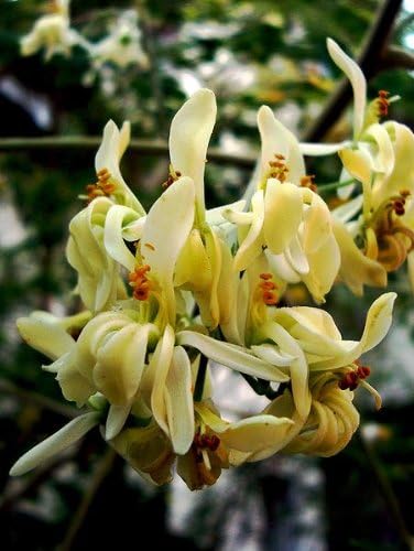 Benjamin Eucalyptus Oil: Pure and Therapeutic Grade - Image 8