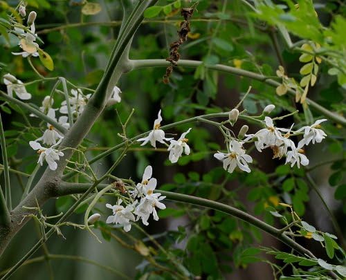 Benjamin Eucalyptus Oil: Pure and Therapeutic Grade - Image 6