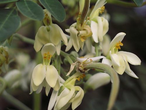 Benjamin Eucalyptus Oil: Pure and Therapeutic Grade - Image 5