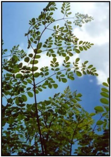 Benjamin Eucalyptus Oil: Pure and Therapeutic Grade - Image 4