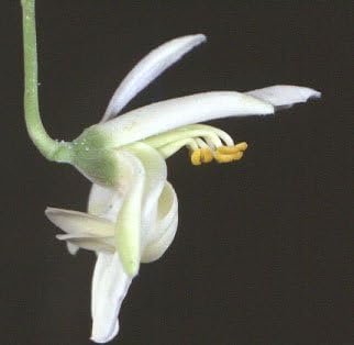 Benjamin Eucalyptus Oil: Pure and Therapeutic Grade - Image 7