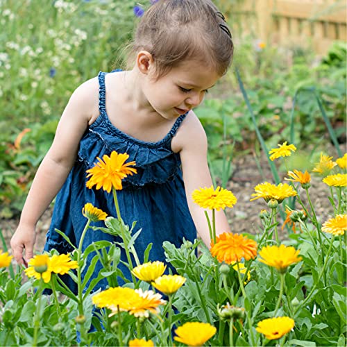Calendula Cream for Babies: Simple Recipe - Image 3