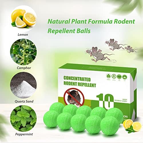 Eucalyptus Oil as a Spider Repellent - Image 2