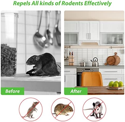 Eucalyptus Oil as a Spider Repellent - Image 5