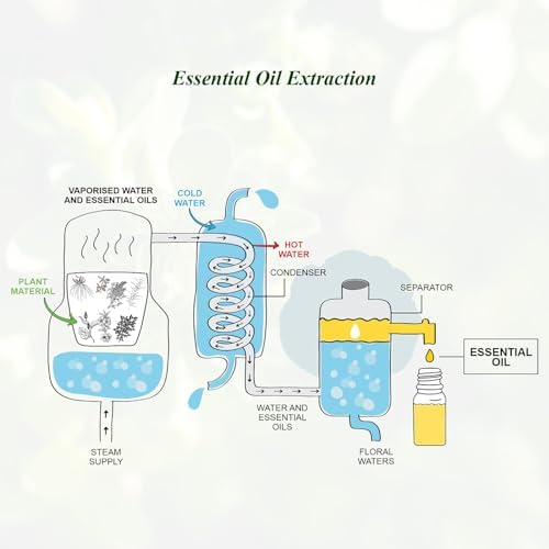 Marjoram Essential Oil 100ml for Diffuser, Massage, Skin - Image 2