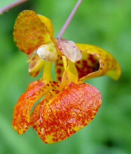 Creation Farm Jewelweed Spray 4 oz - Relief for Poison Ivy, Bug Bites, Rashes - Image 7