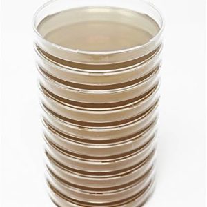 Malt Extract Agar Plates for Mushroom Cultivation (10 Prepoured)