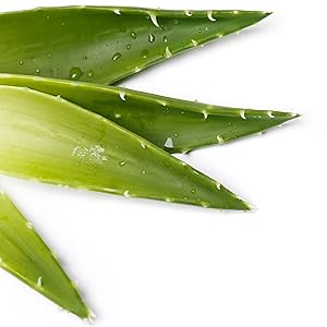 Aloe vera