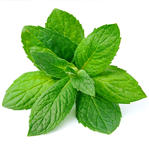 Kwan Loong Active Ingredient Menthol
