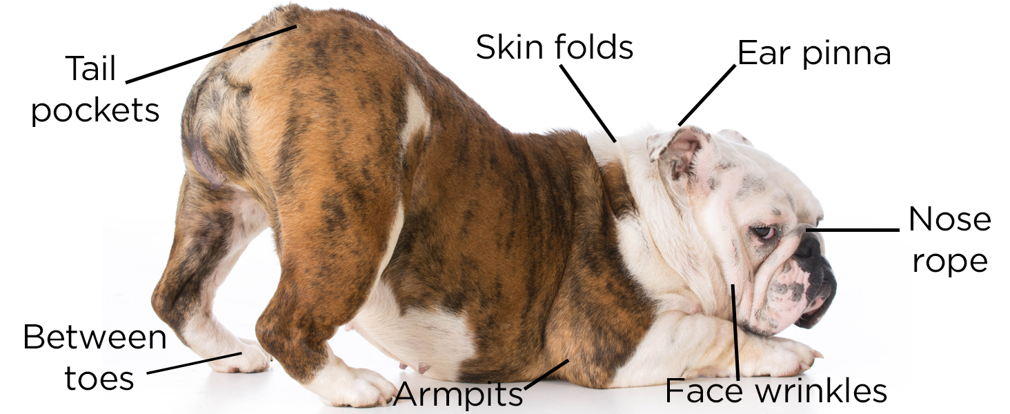 wrinkle balm for dogs