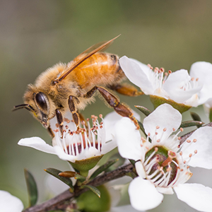 Manuka Honey