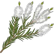 Key Ingredients in Luseta Tea Tree Oil Body Wash