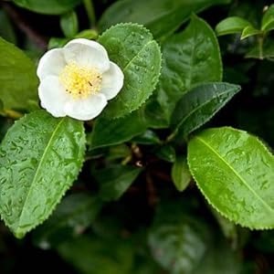 Tea Tree Leaf Extract
