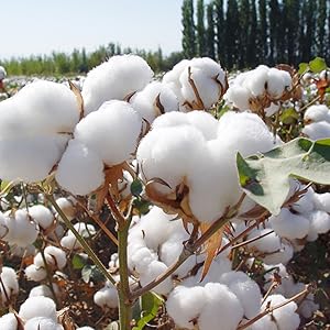 Cotton wick