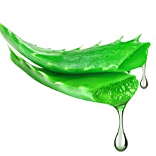Aloe Extract