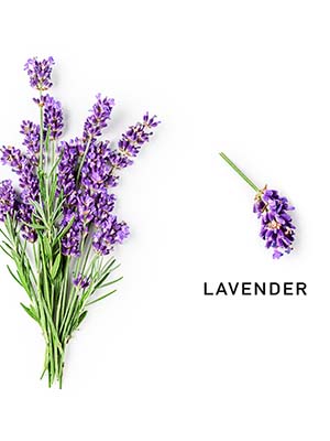 lavender stalks