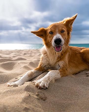 My Dog Nose It Product Image