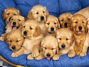Pups