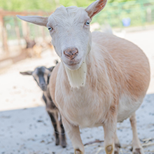 Fresh Goat Milk Icon