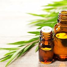 Tea Tree Oil Graphic
