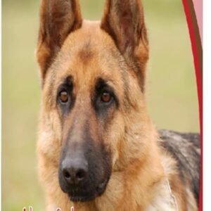 Healthy Breeds German Shepherd Apple Oatmeal Dog Shampoo - All Natural, Tearless & Hypoallergenic Cleanser & Conditioner - Best for Dry, Itchy or Irritated Skin - 8 oz