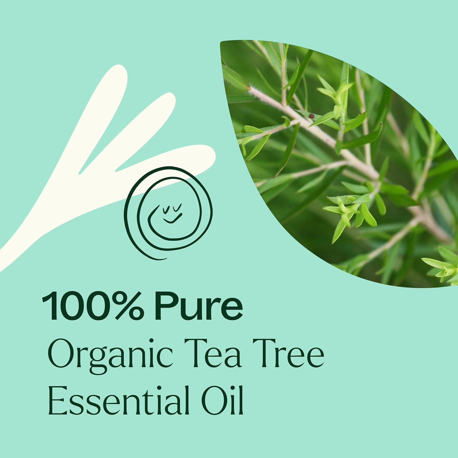 Plant Therapy Organic Tea Tree Oil (Melaleuca) 100% Pure, USDA Certified Organic, Undiluted, Natural Aromatherapy, Therapeutic Grade 30 mL (1 oz) - Image 6