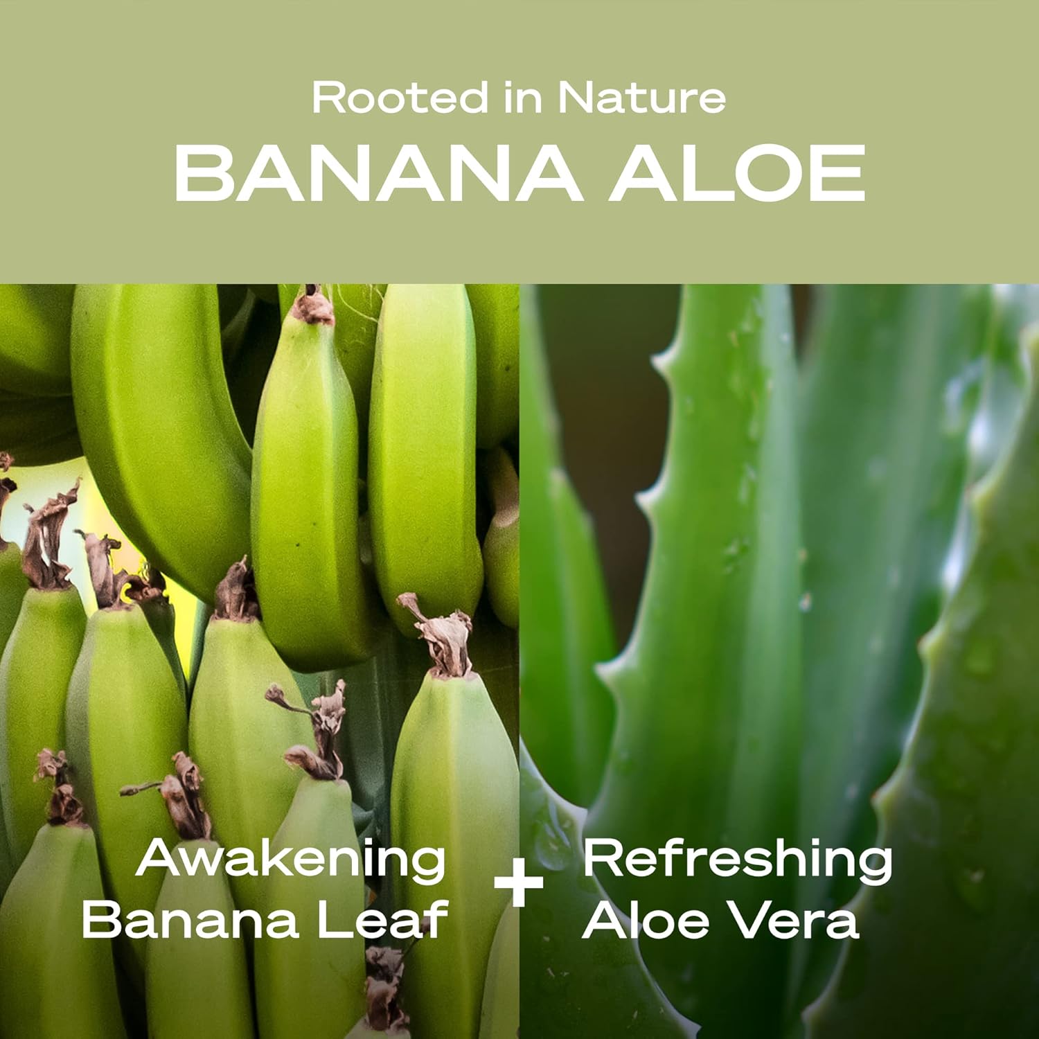 Three 14 fl. oz. bottles of Hey Humans Banana Aloe Moisturizing Body Wash with Jojoba Oil, Vegan, Sulfate-Free - Image 4