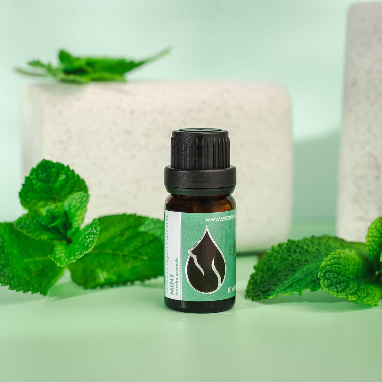Organic Mint Essential Oil 1/3 Fl Oz 100% Pure Natural for Aromatherapy and Massage - Image 6
