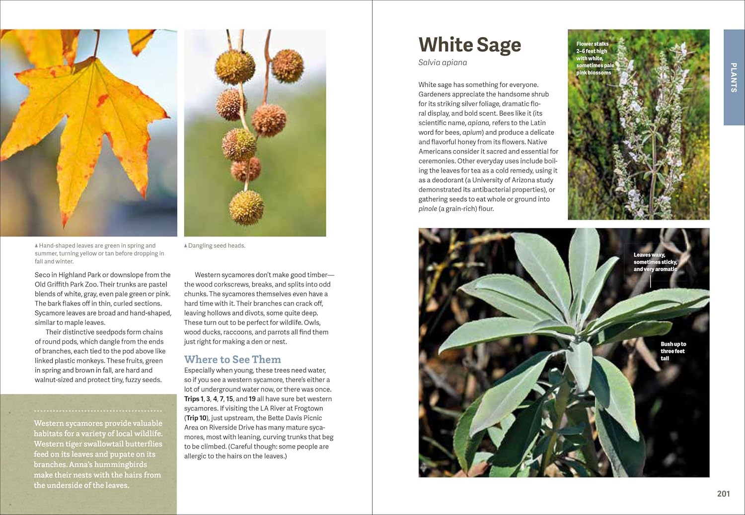Wild LA: Explore the Amazing Nature in and Around Los Angeles (Wild Series) - Image 7