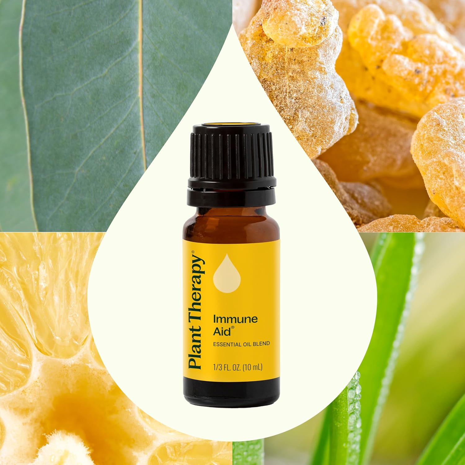 Plant Therapy Immune Aid Essential Oil Blend 10 mL (1/3 oz) 100% Pure, Undiluted, Therapeutic Grade - Image 3