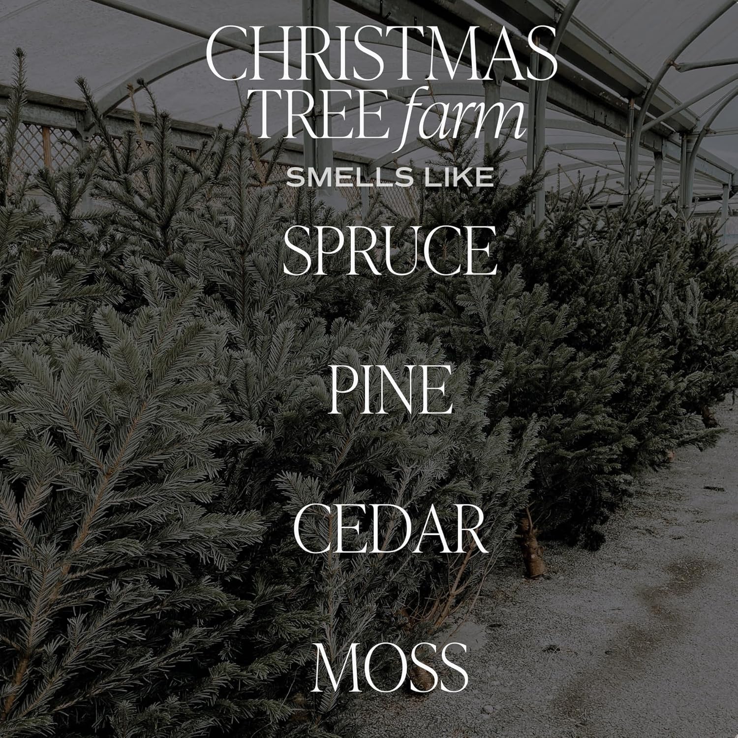 Sweet Water Decor 15oz Christmas Tree Farm Candle - Spruce, Cypress, Cedarwood, Pine Scent 70+ Hour Burn Time - Image 3