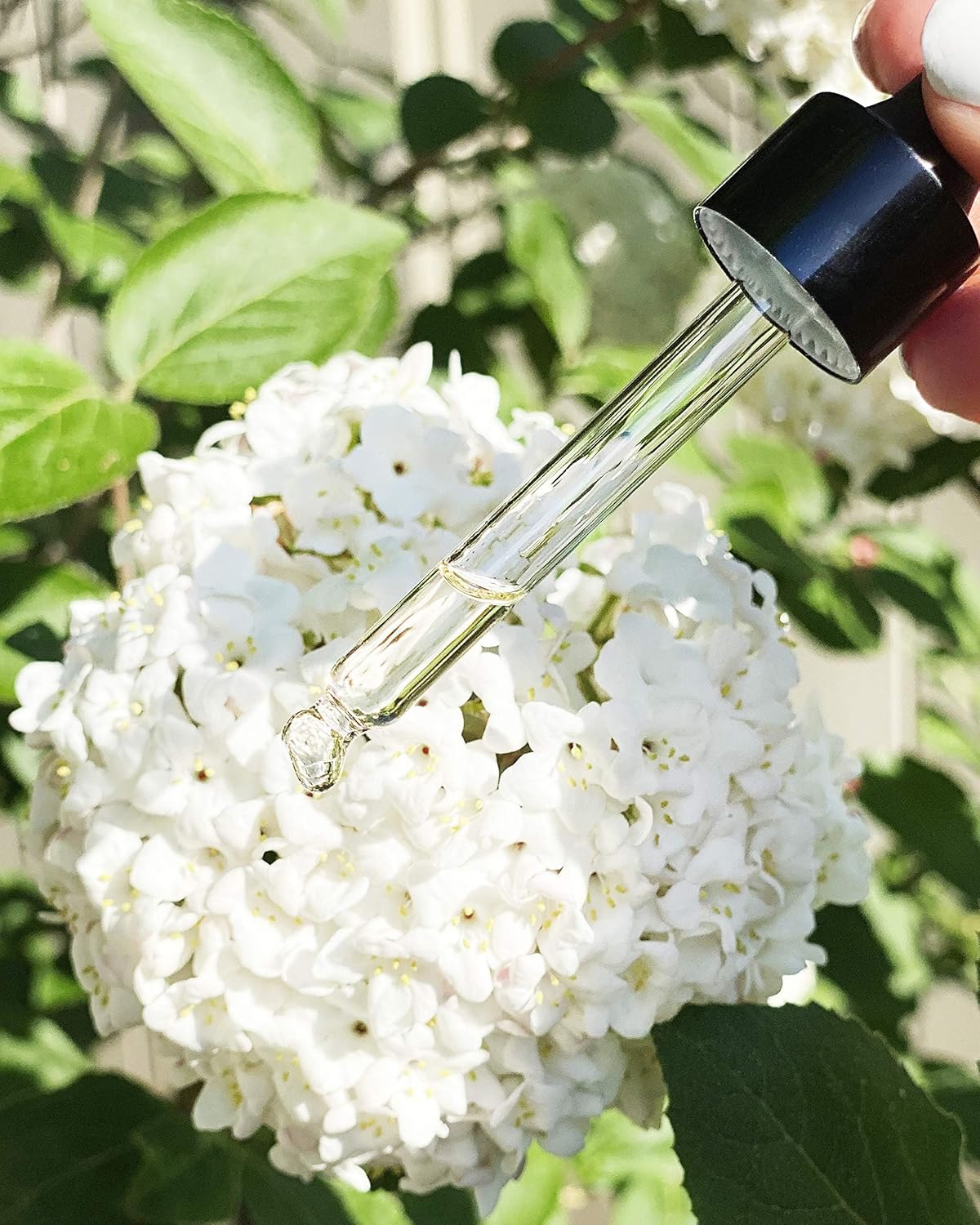 The Beauty Oil | Anti Aging Facial Serum Restorative Hydrating for Wrinkles, Fine Lines | Infused with Vitamin A, B, C & D Moringa, Frankincense, Hemp Seed Oil Skin Moisturizer 30ml - Image 5
