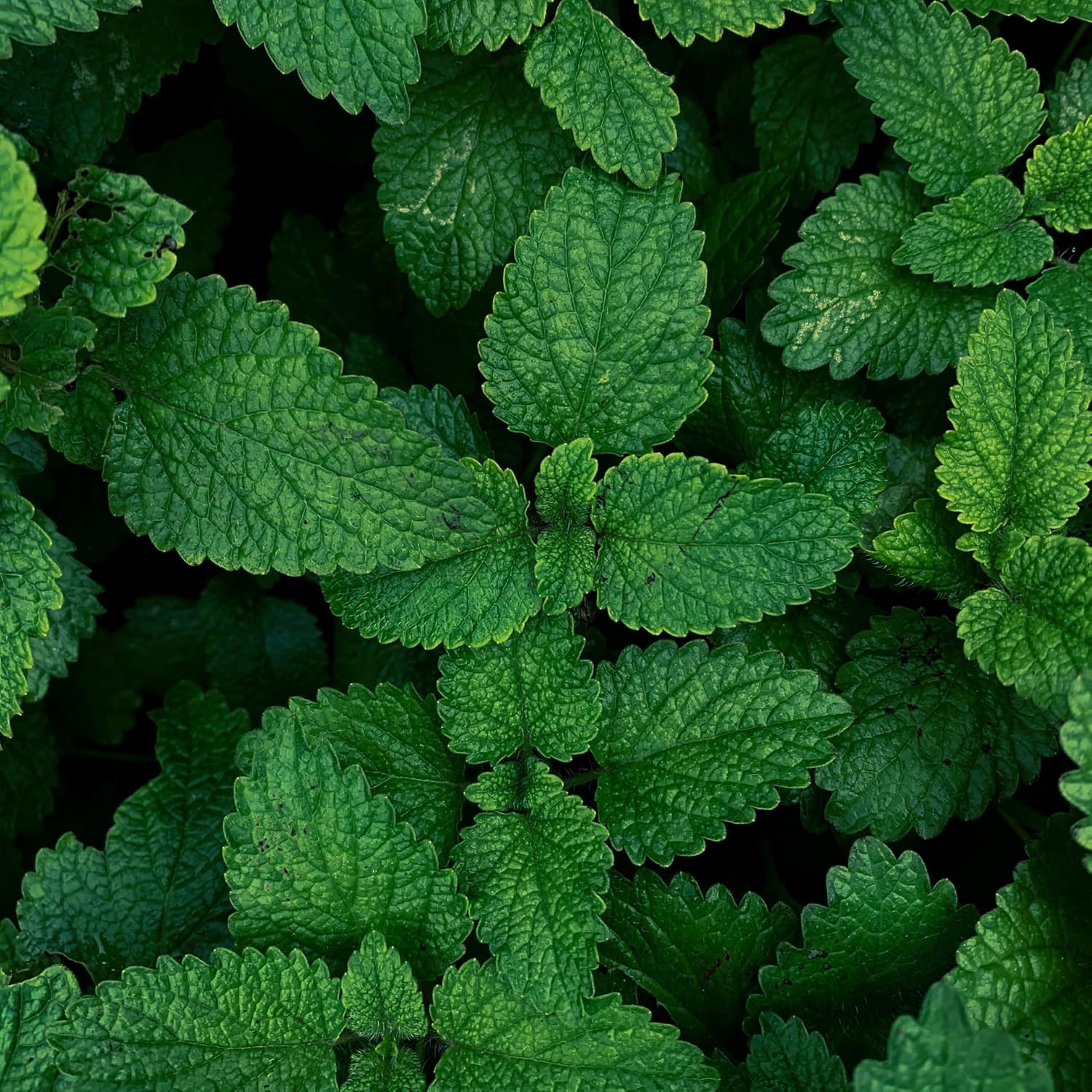 Organic Mint Essential Oil 1/3 Fl Oz 100% Pure Natural for Aromatherapy and Massage - Image 9
