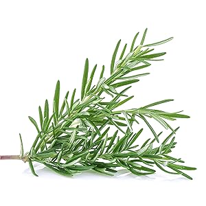 rosemary, oil, dryness, hair growth