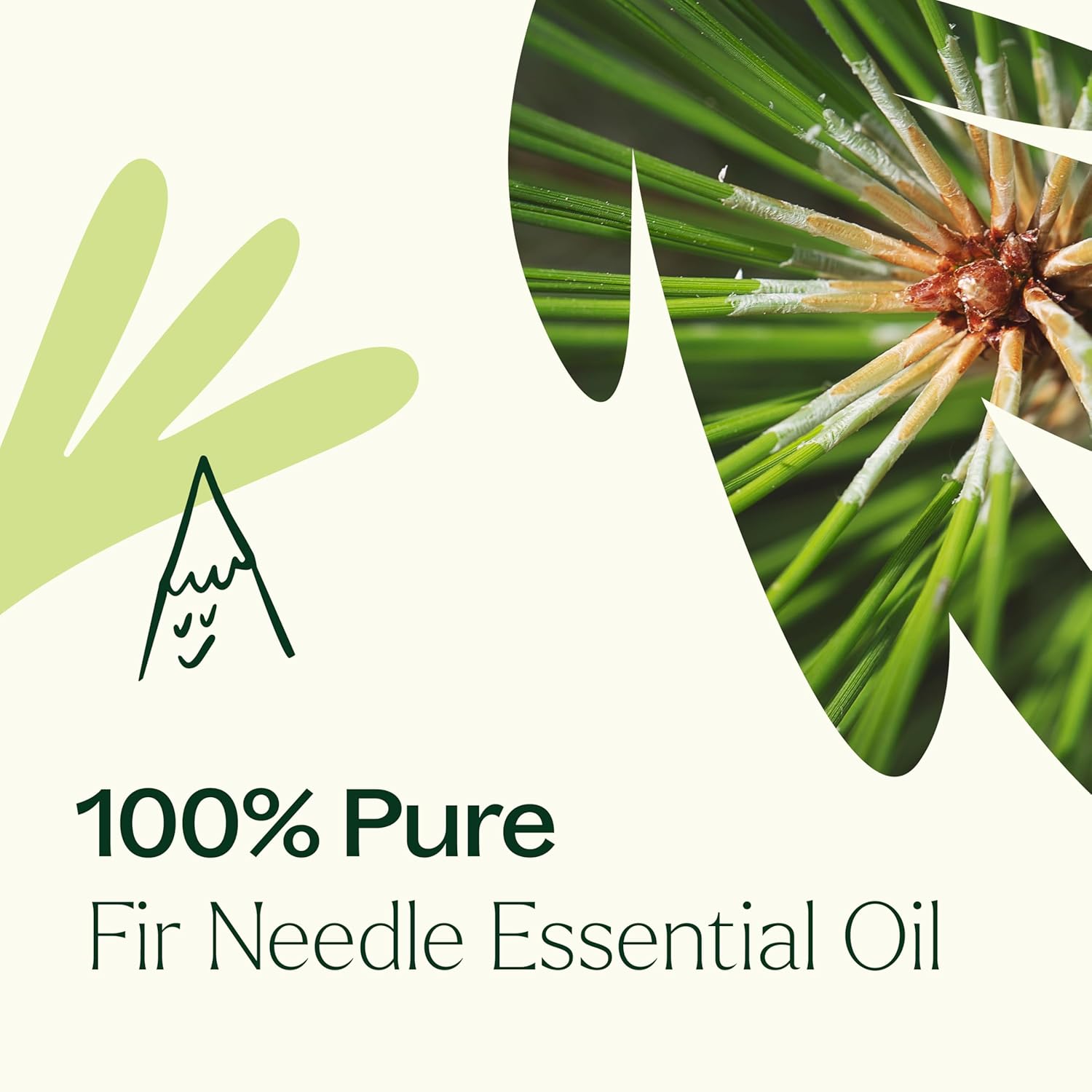 Plant Therapy Fir Needle Essential Oil 10 mL (1/3 oz) 100% Pure, Undiluted, Therapeutic Grade - Image 5