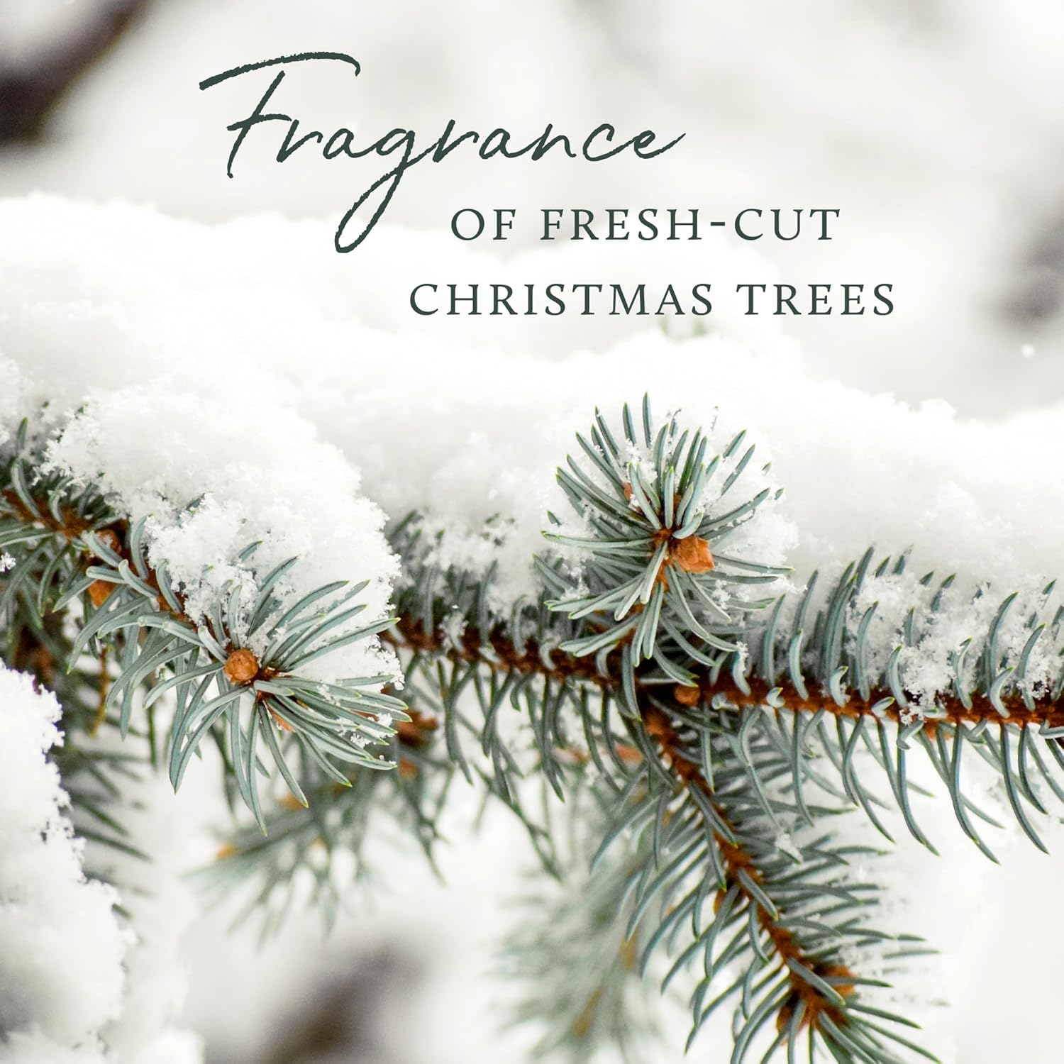 Thymes Frasier Fir Candle - Molded Green Glass Jar with Pine Needle Design - Winter Candle Gifts for Women & Men - Fresh Home Fragrance - Notes of Crisp Siberian Fir, Cedarwood & Sandalwood (6.5 oz) - Image 6