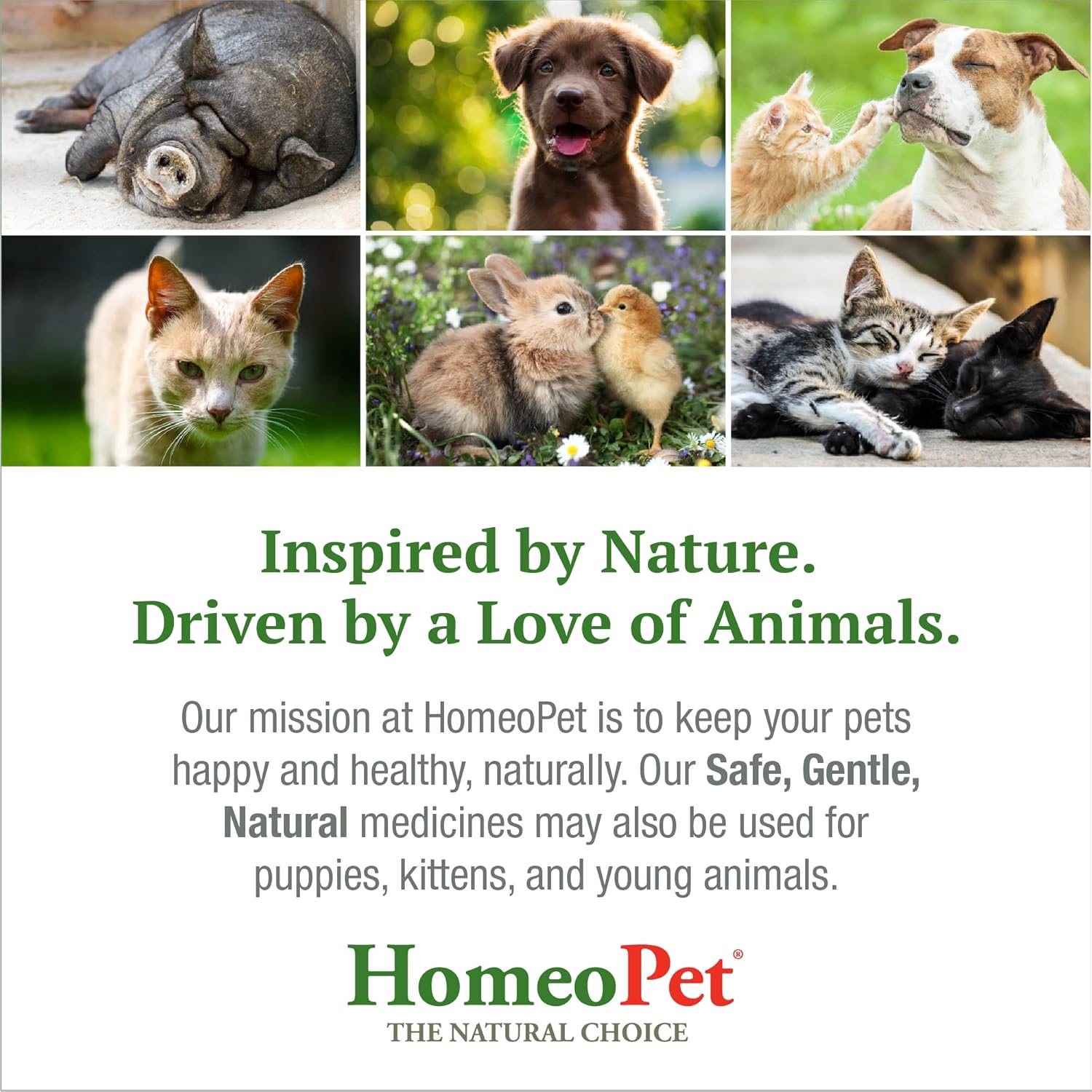 HomeoPet Skin and Itch Relief Natural Soothing Drops for Dogs and Cats, 15ml - Image 7