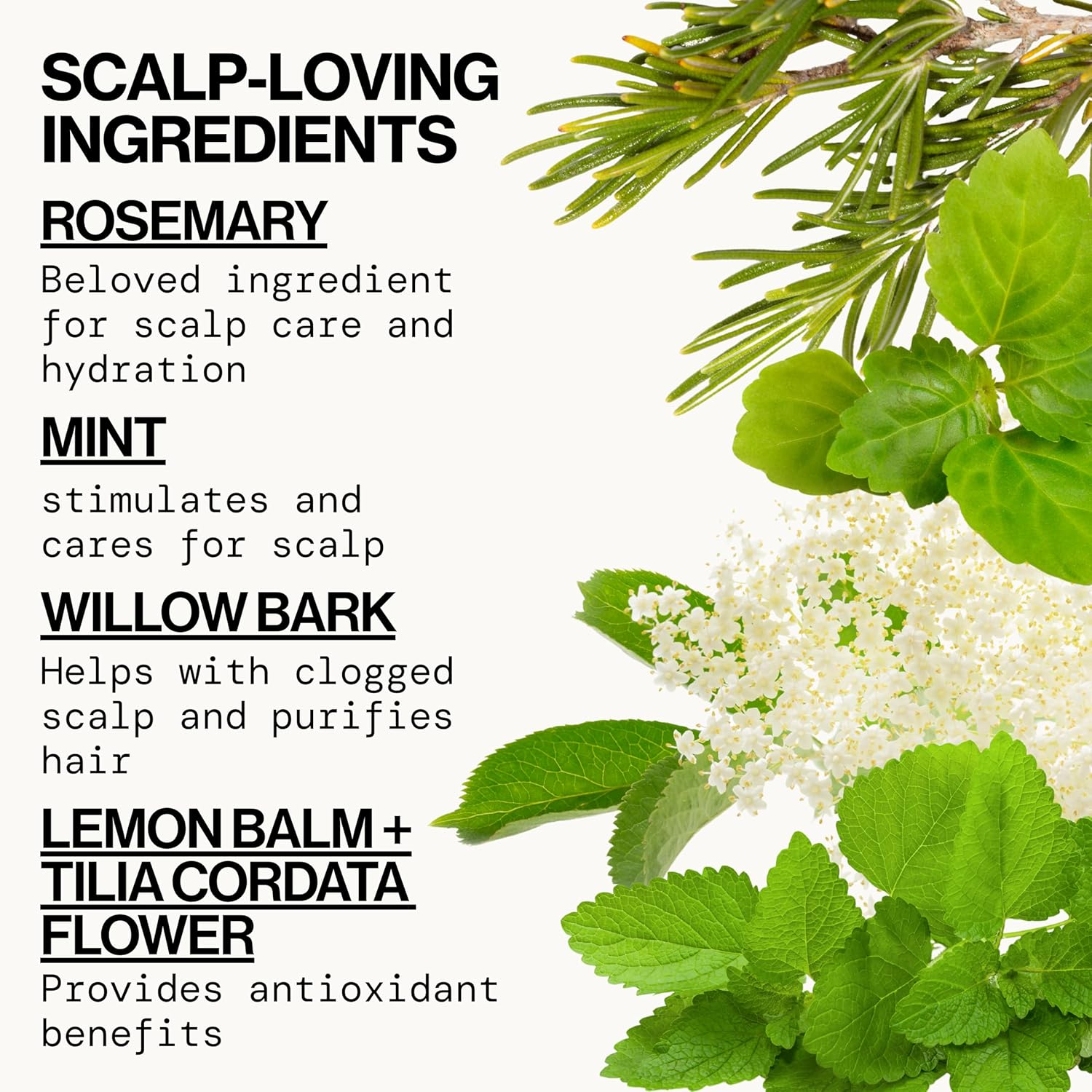 Pacifica Clarifying Shampoo – Rosemary Purify Invigorating Shampoo w/Soothing Mint for Detoxing Hair & Scalp Build-Up, Sulfate & Silicone Free - Vegan & Cruelty-Free Dermatologist Tested - Image 5