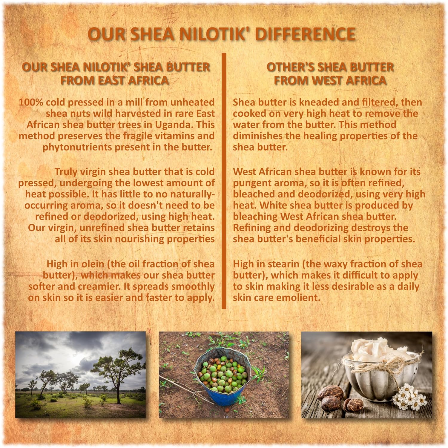 Shea Terra Organics Nilotik' Shea Butter Lotion 16 oz Daily Moisturizer Frankincense Dry Skin - Image 5