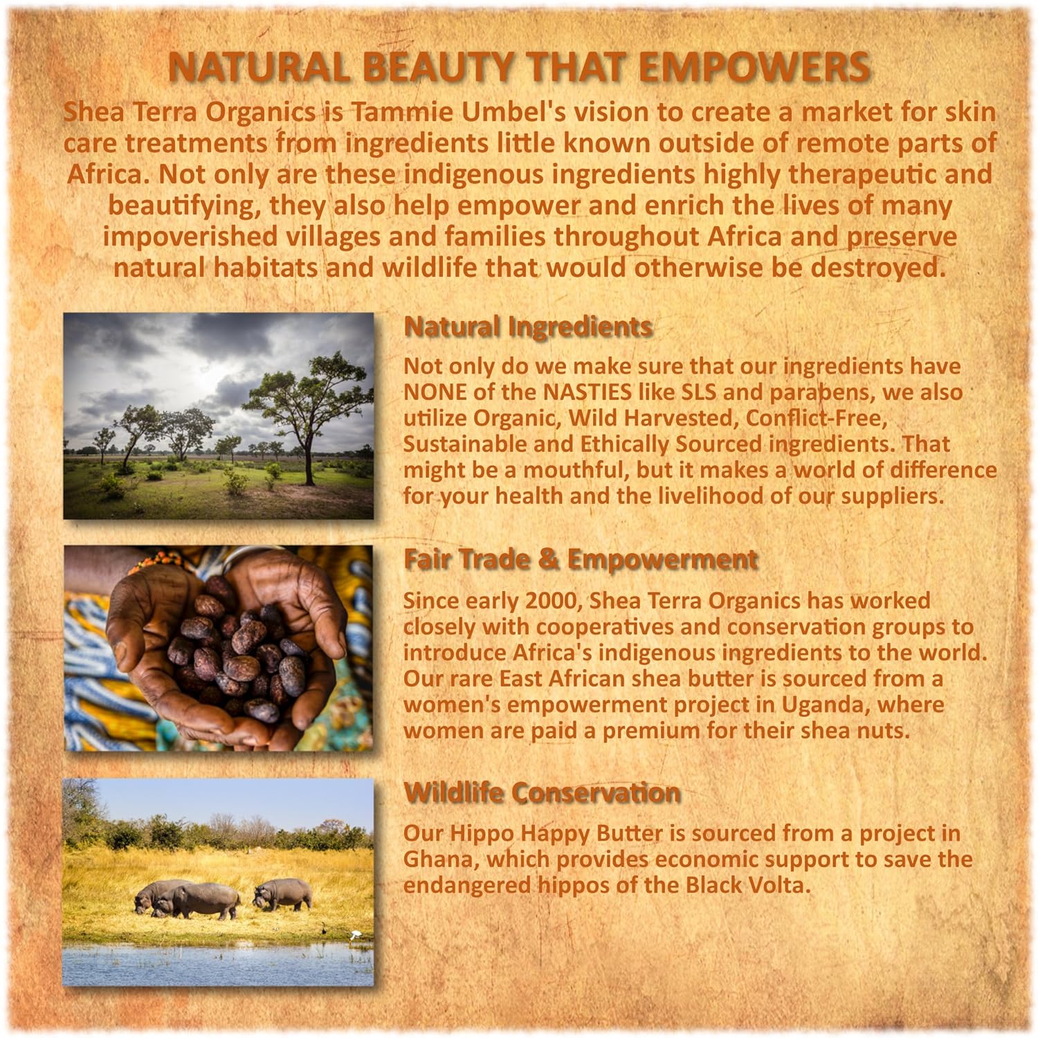 Shea Terra Organics Nilotik' Shea Butter Lotion 16 oz Daily Moisturizer Frankincense Dry Skin - Image 7