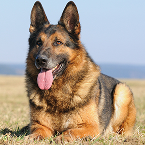 German Shepherd Laying in the Sun