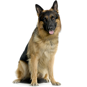 German shepherd sitting