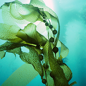 seaweed kelp algae mineral vitamin ocean marine sea salt bar soap body wash lotion cream hair feet
