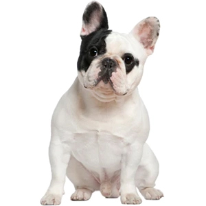 french bulldog sitting facing camera