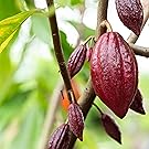 cacao